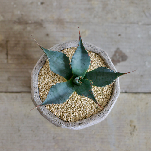 くすみ水色 アガベ ハイブリッド AGAVE 多肉 - 通販 - www