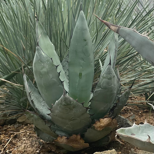 Hybrid Agave TBGハイブリッドアガベTBG(チタノタ×ブルーグロ)