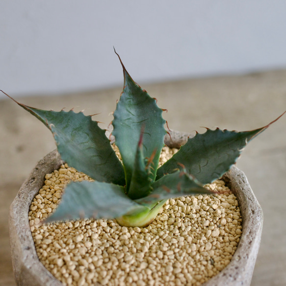 アガベ　TBG(チタノタブルー×ブルーグロー）　○ハイブリッド希少種　□観葉植物□多肉植物 TBG blue cm