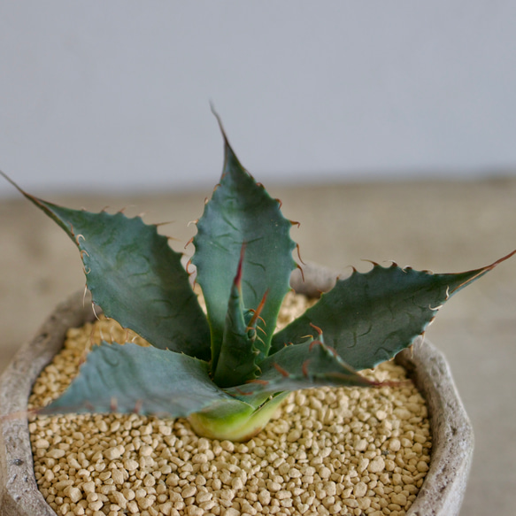 アガベ　TBG(チタノタブルー×ブルーグロー）　○ハイブリッド希少種　□観葉植物□多肉植物 TBG blue cm