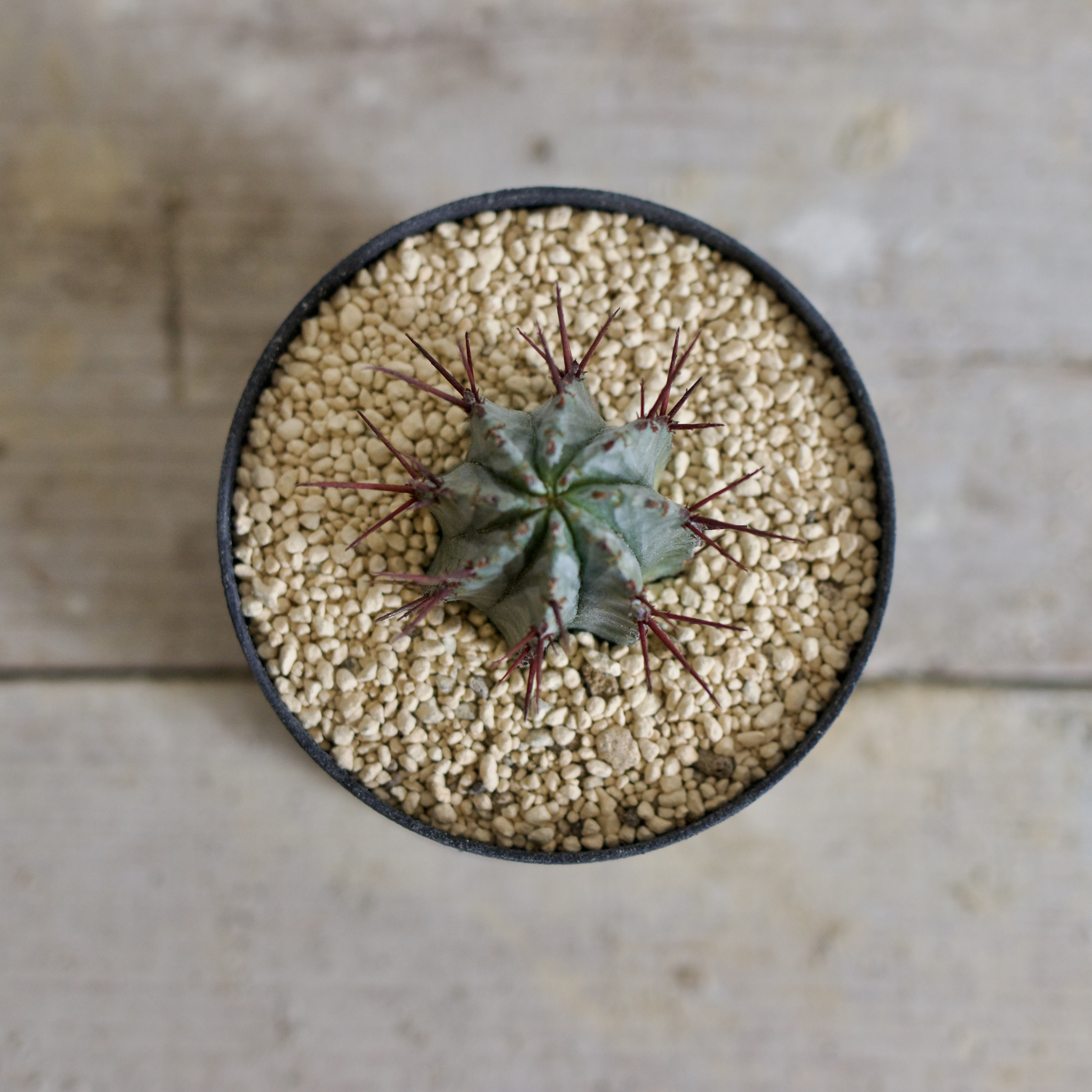 ユーフォルビア　ホリダ　□観葉植物□多肉植物