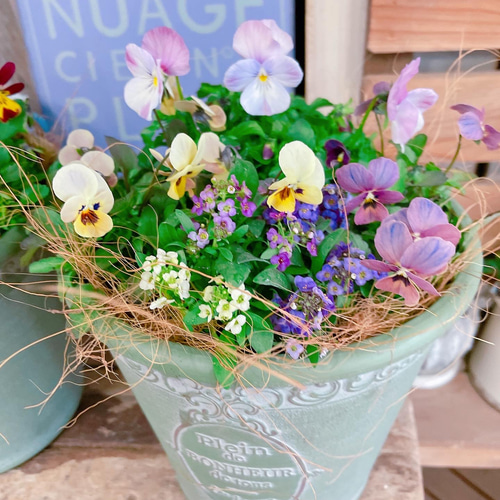 どれがくるかお楽しみ！可愛い寄せ植え♡見元ビオラ3株&アリッサム