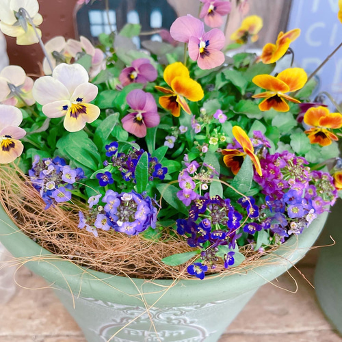 どれがくるかお楽しみ！可愛い寄せ植え♡見元ビオラ3株&アリッサム