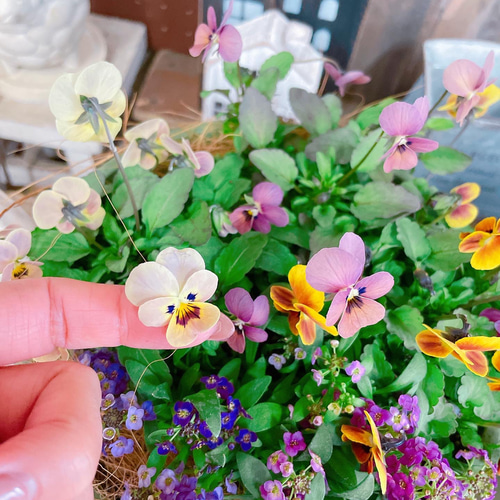 見元ビオラとアリッサムの寄せ植え どれがくるかお楽しみ！可愛い寄せ植え♡見元ビオラ3株&アリッサム