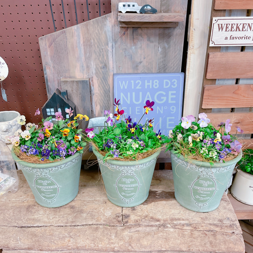 見元ビオラとアリッサムの寄せ植え どれがくるかお楽しみ！可愛い寄せ植え♡見元ビオラ3株&アリッサム