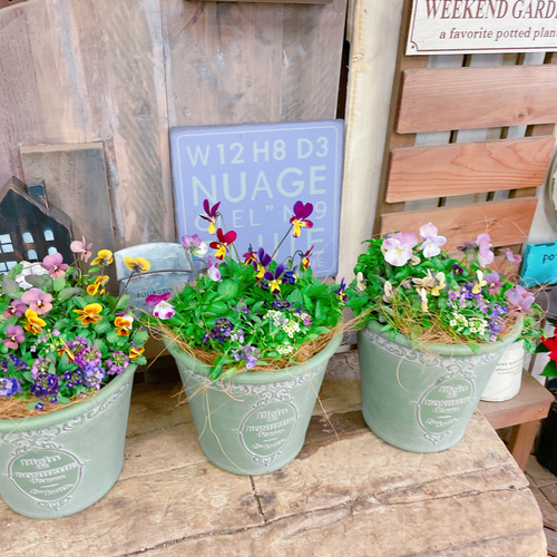 見元ビオラとアリッサムの寄せ植え どれがくるかお楽しみ！可愛い寄せ植え♡見元ビオラ3株&アリッサム