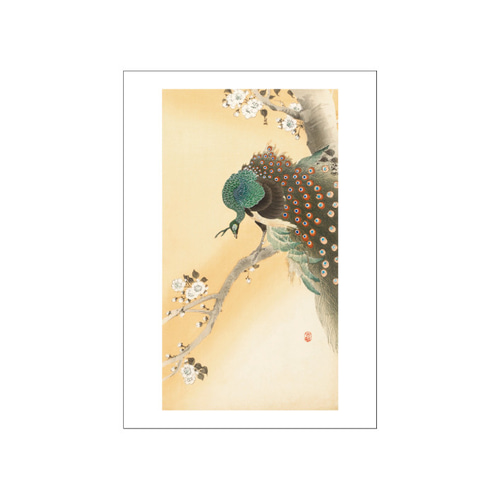 小原古邨「桜に孔雀」本物木版画 小原古邨「桜に孔雀」本物木版画 小原古邨 - 開花桜に緑