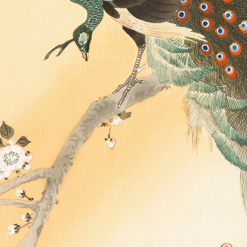 小原古邨「桜に孔雀」本物木版画 （ぎゃらりーおおのブログ