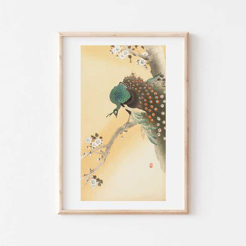小原古邨「桜に孔雀」本物木版画 小原古邨 - 孔雀と桜