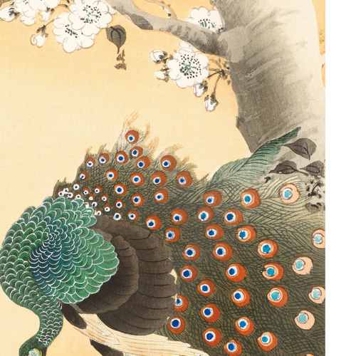 小原古邨「桜に孔雀」本物木版画