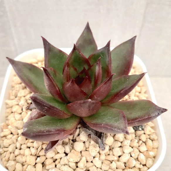 多肉植物　レッドエッジ　 抜き苗　エケベリア 8ec17449ba21d4c82cce2df43564b9