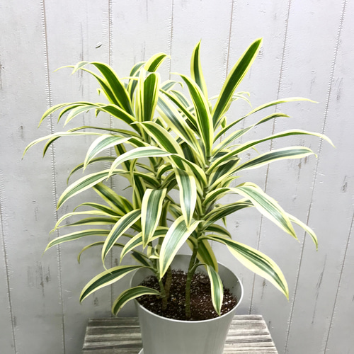 株立ち♡ ドラセナ・レフレクサ ソングオブインディア 5号 受皿付