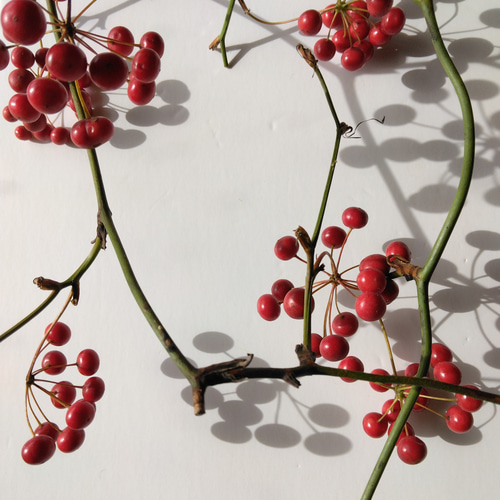 サンキライ：リース用ツル ドライフラワー nyao-mery 通販 15155719