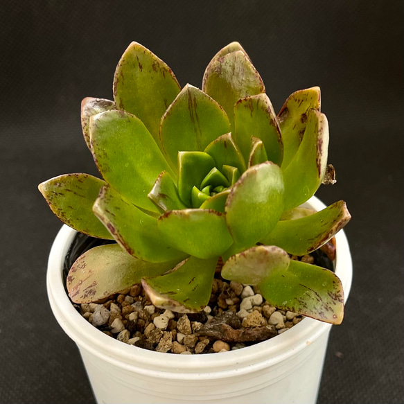 19#多肉植物アエオニウム錦❤️ブロンズメダル錦❤️23頭25cm 拔き苗