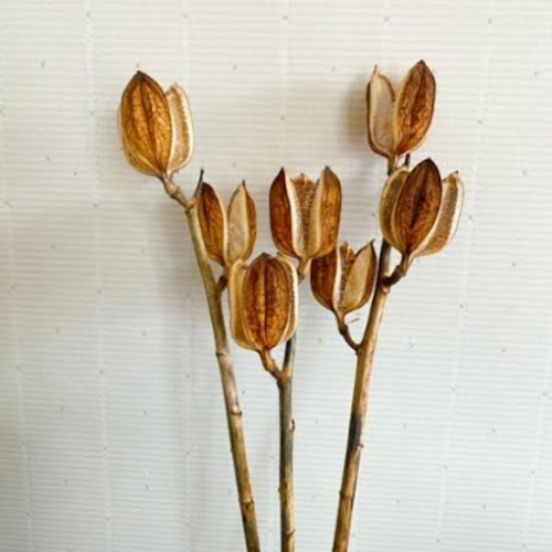 ウバ百合 ウバユリ ドライフラワー 3本セット その他インテリア雑貨