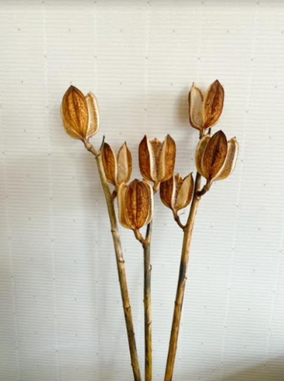 ウバ百合 ウバユリ ドライフラワー 3本セット その他インテリア雑貨