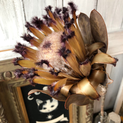 「プロテア スノープリンセス」約50cm1本 そのまま飾れる高品質ドライフラワー 花材　インテリアやスワッグ　撮影小道具 4枚目の画像
