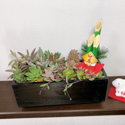 ・:*速達付き多肉植物そのまま飾れる・:*お正月.縁起物.お年賀 速達付き多肉植物そのまま飾れる・:*お正月.縁起物.お年賀
