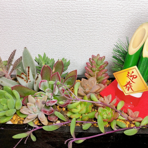 お正月飾り 店舗 玄関 お年賀 プレゼント 寄せ植え 多肉植物 虎っぺ