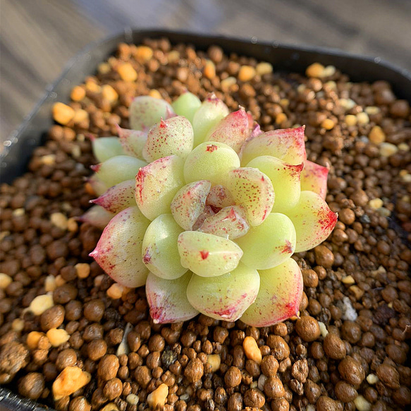 多肉植物<5 ピンククリスタル 抜き苗(多肉植物 あさく 抜き苗 多肉植物<5 ピンククリスタル 抜き苗(多肉植物 あさく 抜き苗