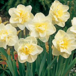 信州産　黄色の百合球根(子球付き♪ 信州産黄色の百合球根(子球付き♪