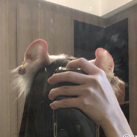 【受注生産】耳巻き猫耳カチューシャ 手作り リアルな毛皮のような 猫の耳ヘアアクセサリー   シミュレーション動物の耳 13枚目の画像