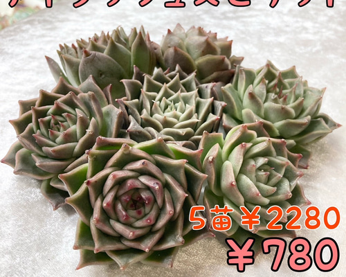 韓国苗 100苗ちびちゃん詰め合わせ！多肉植物 MIX苗【多肉植物説明