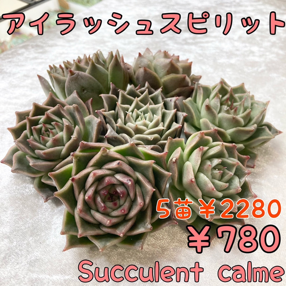 № 44☆アイラッシュスピリット☆個性強め 韓国苗 多肉植物 エケベリア