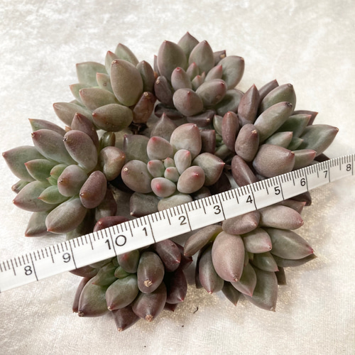 多肉植物 エンジェルスフィンガー カット苗 10個 【公式通販】