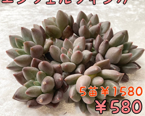 № 45☆エンジェルフィンガー☆韓国苗 多肉植物 パキベリア 多肉植物