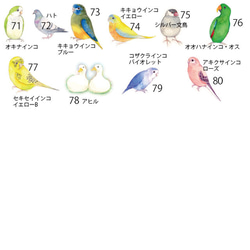 インコのれんげ（80羽の鳥から選べる！） 6枚目の画像