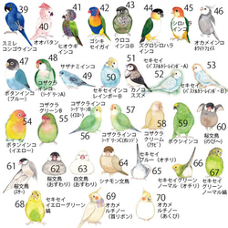 インコのれんげ（80羽の鳥から選べる！） 5枚目の画像