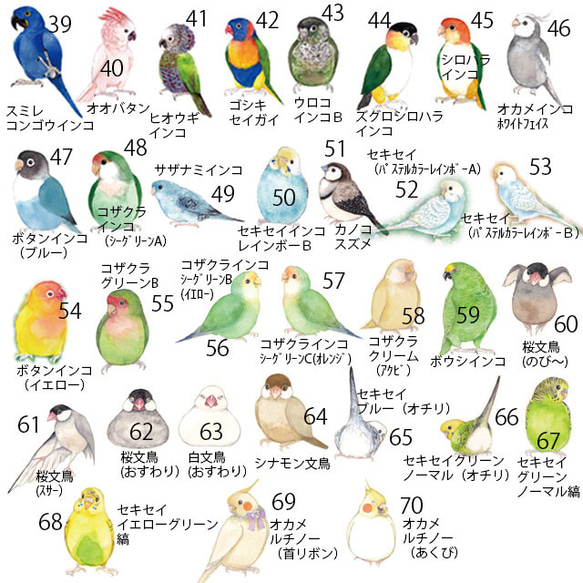 インコのれんげ（80羽の鳥から選べる！） 5枚目の画像