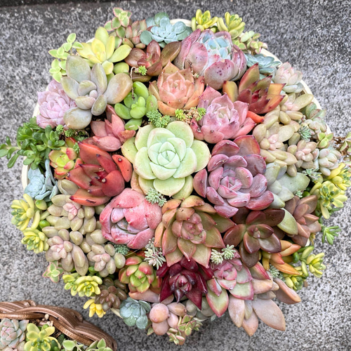 多肉植物 寄せ植え 韓国苗 特大 - メルカリ
