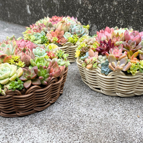丸型バスケット 寄せ植え 韓国苗 多肉植物 ナチュラル 多肉植物