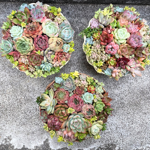 多肉植物　韓国苗　寄せ植え　ゴブレット 丸型バスケット 寄せ植え 韓国苗 多肉植物 ナチュラル 多肉植物