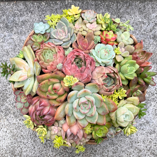 丸型バスケット 寄せ植え 韓国苗 多肉植物 ナチュラル 多肉植物