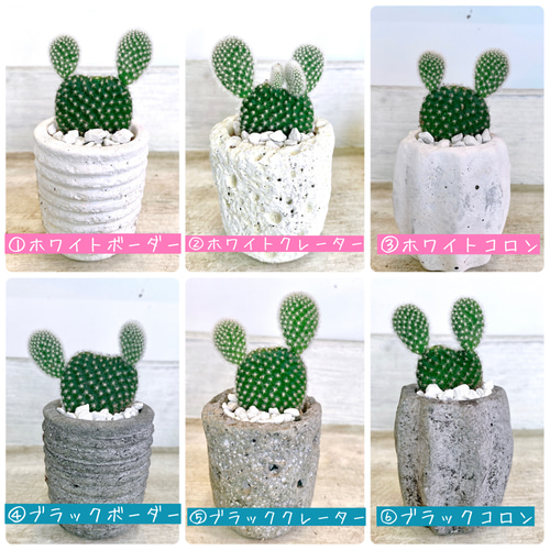 うさぎの様なサボテンミニミニバニーカクタス 多肉植物 COCO GARDEN
