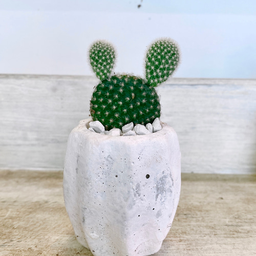 うさぎの様なサボテンミニミニバニーカクタス 多肉植物 COCO GARDEN