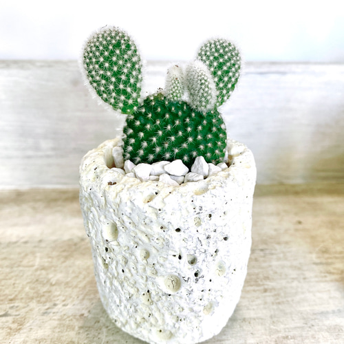 うさぎの様なサボテンミニミニバニーカクタス 多肉植物 COCO GARDEN