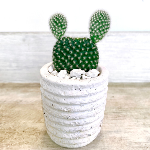 うさぎの様なサボテンミニミニバニーカクタス 多肉植物 COCO GARDEN