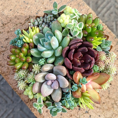 多肉 寄せ植え ⑧ 多肉植物 mapi 通販 15162347｜Creema(クリーマ)