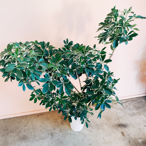 現品］【希少】シェフレラ ムーンドロップ レア 白斑 セラアート鉢