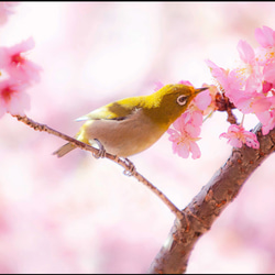 ☆【野鳥シリーズ】5枚セット　2L判サイズ　 4枚目の画像