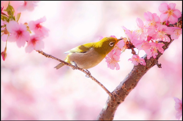 ☆【野鳥シリーズ】5枚セット　2L判サイズ　 4枚目の画像