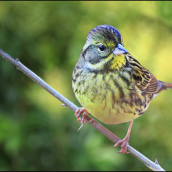 ☆【野鳥シリーズ】5枚セット　2L判サイズ　 2枚目の画像