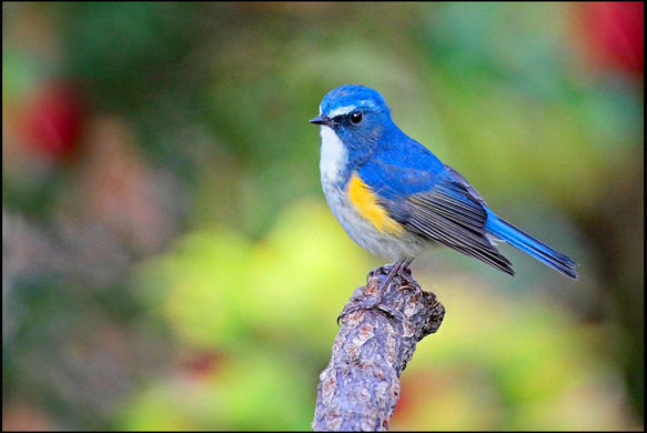 ☆【野鳥シリーズ】5枚セット　2L判サイズ　 3枚目の画像