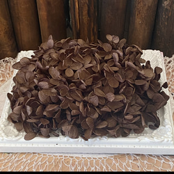 Voacanga africana 種子 西アフリカ原産 希少 熱帯植物 ボアカンガ