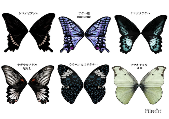 蝶々付け衿:アゲハ蝶-nocturne– 5枚目の画像