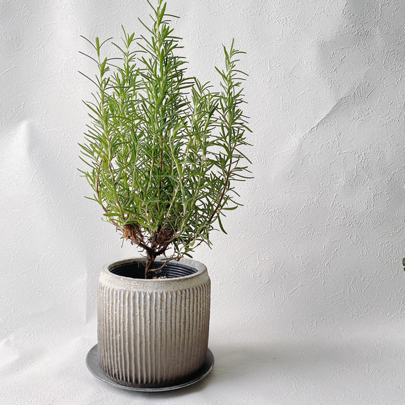 ローズマリー・マリンブルー×マレストライプ その他インテリア雑貨